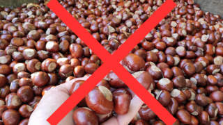 Wegen Schweinepest: Wildtierpark Edersee nimmt keine Kastanien an