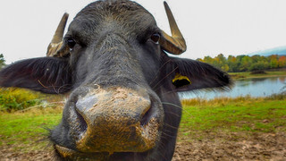 Wasserbüffel in Heuchelheim ausgebüxt: Tiere erschossen