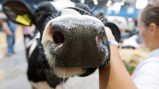 Frankenberg : Tierschau beim Pfingstmarkt kann stattfinden