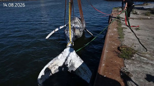 Rätsel um toten Wal im Greifswalder Bodden gelöst: Todesursache wohl Infektion