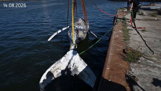 Rätsel um toten Wal im Greifswalder Bodden gelöst: Todesursache wohl Infektion