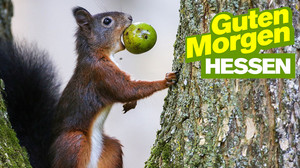 Süße Eichhörnchen-Fakten: Gourmets mit buschigem Schwanz