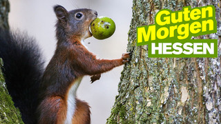 Süße Eichhörnchen-Fakten: Gourmets mit buschigem Schwanz