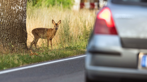 Unfallgefahr bei Wildwechsel: So vermeidest du Wildunfälle