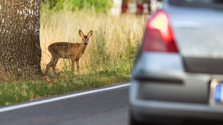 Unfallgefahr bei Wildwechsel: So vermeidest du Wildunfälle