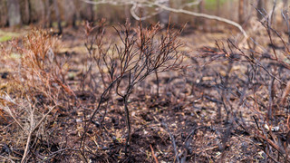 Brandgefahr wegen Trockenheit steigt: Grillverbot in Aschaffenburg