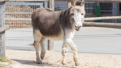 Esel Feivel gestorben: Tierpark Wirgarten Fulda trauert