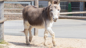 Esel Feivel gestorben: Tierpark Wirgarten Fulda trauert