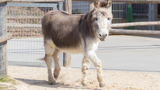 Esel Feivel gestorben: Tierpark Wirgarten Fulda trauert
