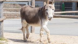 Greifenstein: Tierspaziergang