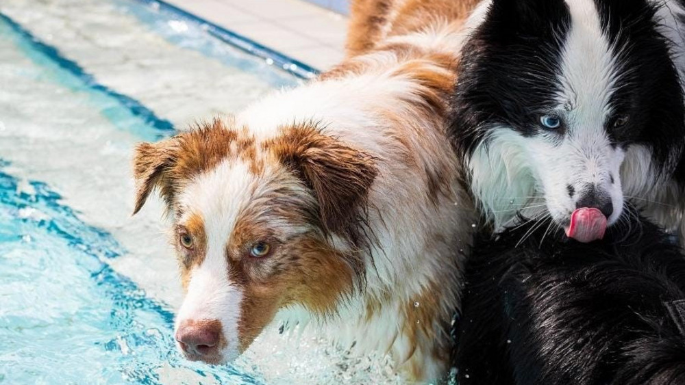 Hunde müssen vor dem Virus möglichst geschützt werden.
