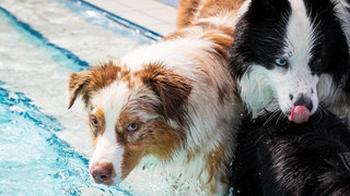 Landkreis Kassel warnt: Staupe-Virus gefährlich für Hunde