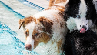 Hundesteuer Hessen: Hohe Belastung in Wiesbaden