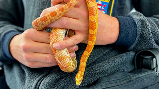 Polizei in Friedberg rettet Schlange von der Straße