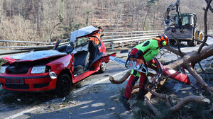 Heidelberg: 20 Meter hoher Baum stürzt auf Auto – Zwei Männer verletzt