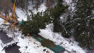Im verschneiten Harz: Weihnachtsbaum für Reichstagsgebäude gefällt