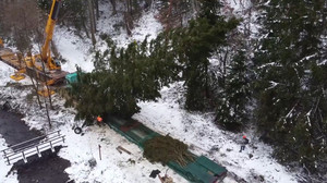 Im verschneiten Harz: Weihnachtsbaum für Reichstagsgebäude gefällt