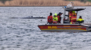 Gelingt die Verladung? Wal-Transport soll Dienstag starten