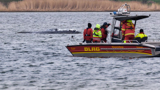 Gelingt die Verladung? Wal-Transport soll Dienstag starten