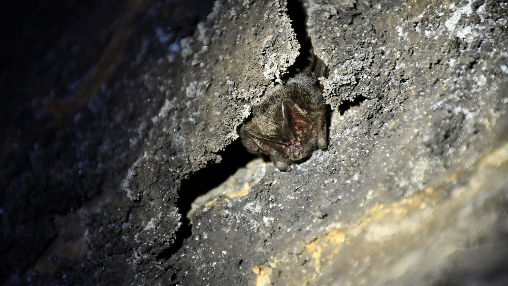 Im Milseburgtunnel wurden 81 Fledermäuse gezählt - das ist Rekord. 