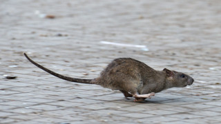 Rattenproblem in Königstein: Stadt bittet Anwohner um Hilfe