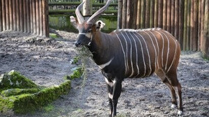 Frankfurter Antilope geht für ein Zuchtprogramm nach Afrika