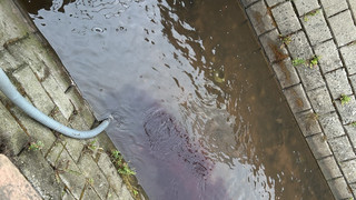 Wein in Bach in der Pfalz tötet Fische