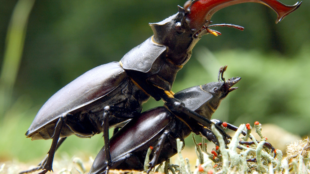 Sababurg im Reinhardswald: Die Urwald-Wanderung
