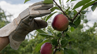 Zornheim: Diebe klauen über 100 Obstbäume von Feldern