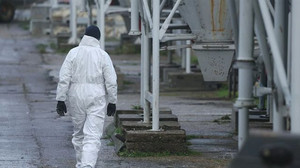 Virologe warnt vor Vogelgrippe-Pandemie bei Menschen: "Gefahr nicht zu unterschätzen"