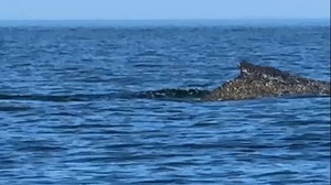 Happy End? Befreiter Wal schwimmt in Ostsee - Beobachtung abgebrochen