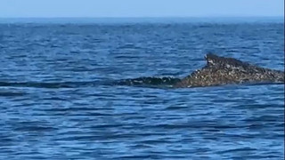 Happy End? Befreiter Wal schwimmt in Ostsee - Beobachtung abgebrochen