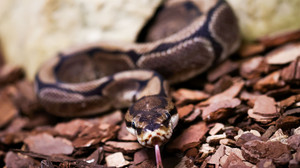 Pythons in der Unterwäsche: Schmuggler in Bangkok gefasst