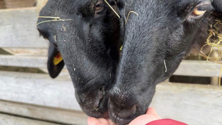 Tiere im Wildpark Gersfeld dürfen wieder gefüttert werden