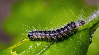 Giftige Härchen: Bad Hersfeld warnt vor Eichenprozessionsspinner