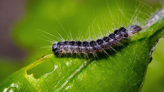 Stadt Limburg warnt vor Raupen des Eichenprozessionsspinners