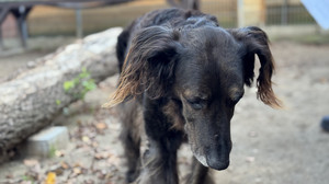 FFH-Pfotenfreunde: Diese Tiere aus dem Tierheim suchen ein Zuhause