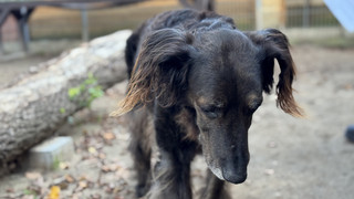 FFH-Pfotenfreunde: Diese Tiere aus dem Tierheim suchen ein Zuhause