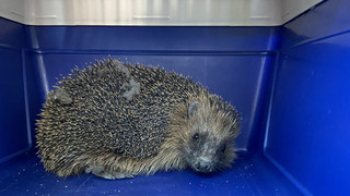 Hitzige Rettung in Weinheim: Feuerwehr befreit Igel