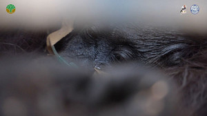 Waldbrände auf Borneo: Orang-Utan stirbt an Atemproblemen