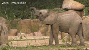 Tierpark Berlin: Elefantenbulle bekommt Stoßzahn-OP