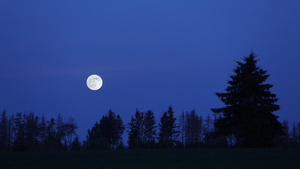 Waldgebiet im Dunkeln