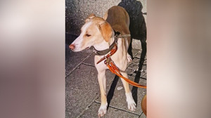 Unfall auf A7 bei Fulda: Verängstigter Hund flüchtet - Wo ist Malou?