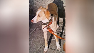 Unfall auf A7 bei Fulda: Verängstigter Hund flüchtet - Wo ist Malou?