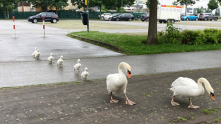 Polizei eskortiert in Hemsbach Schwanenfamilie zurück zum Wiesensee