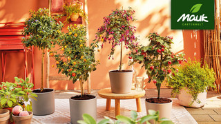 Punkte sammeln & 500 € für Pflanzen gewinnen