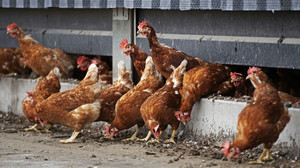 Vogelgrippe-Alarm: Behörden in Brandenburg töten 130.000 Enten und Hühner