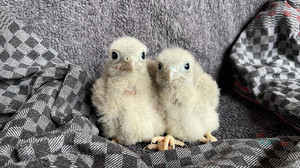 Gießen: Hitze hat Wildvögeln zugesetzt - Tierklinik am Limit