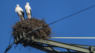Störche auf Strommasten: Warum Nester entfernt werden