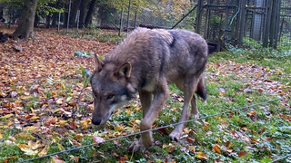 Grusel-Walk im Wildpark Weilburg zu Halloween